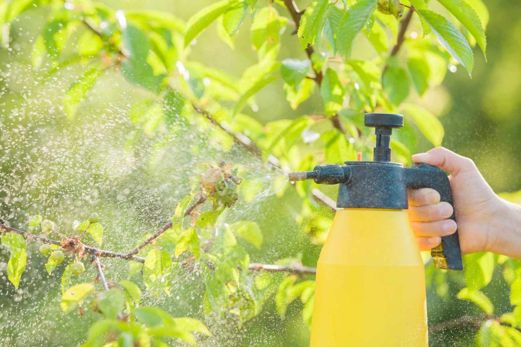 Does rubbing alcohol kill weeds?